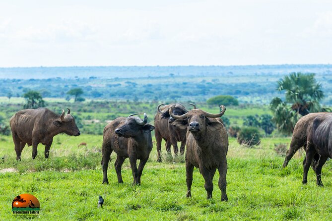 8 Days Gorillas, Primates & Wildlife Safari Uganda Safari - Day 7: A different rhythm at Lake Mburo