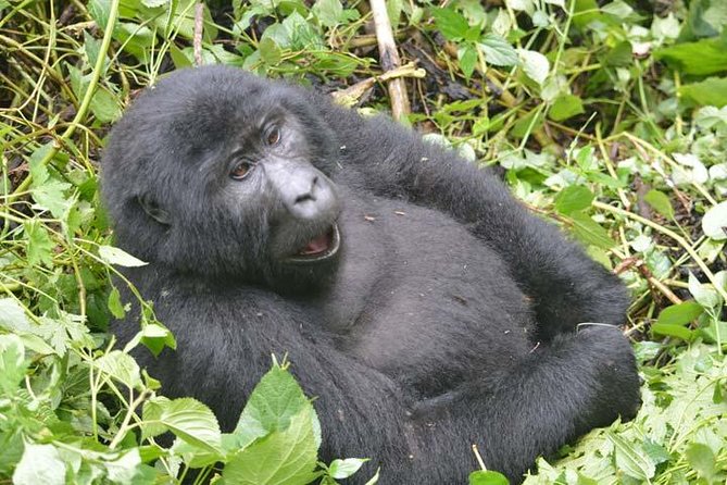 8 days Murchison Falls, Chimpanzee & Gorilla Trekking Safari - Why this Uganda safari covers so much