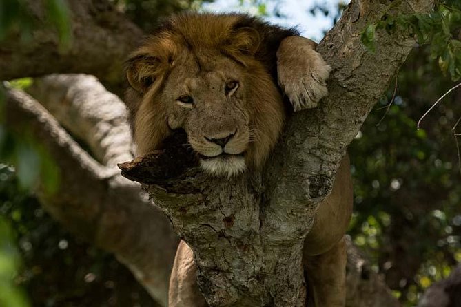 8 days Murchison Falls, Chimpanzee & Gorilla Trekking Safari - Day 1: Rhinos at Ziwa before Murchison Falls