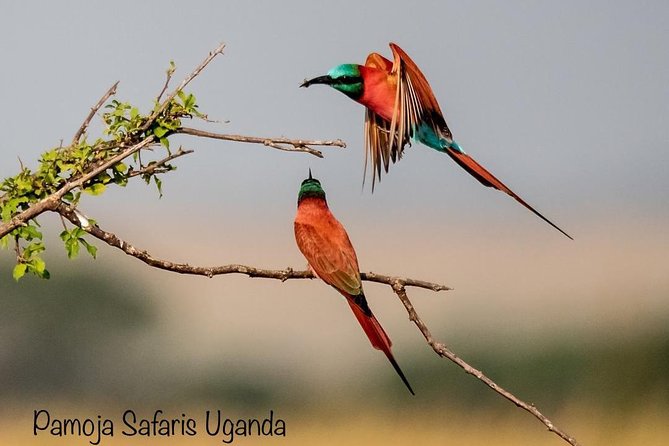 8 Days Uganda Primates Safari - Day 2: Tea country and the road to Kibale