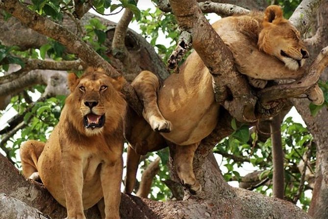 8 Days Uganda Primates Safari - Day 4: Queen Elizabeth’s wildlife and Kazinga Channel