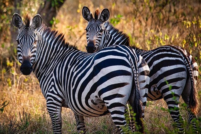 8 Days Uganda Primates Safari - Day 7: Igongo culture and Lake Mburo
