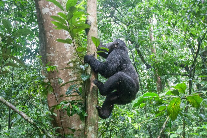 8 Days Uganda Primates Safari - Day 1: A simple arrival in Entebbe