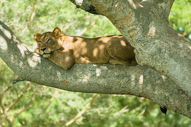 9 Best of Uganda gorilla and wildlife safari - Why this Uganda route works so well