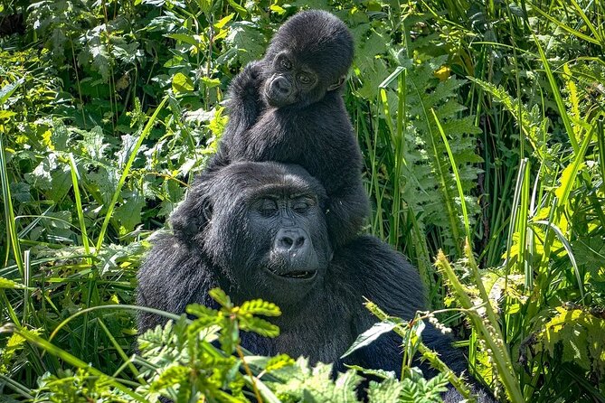 9-Day Private Uganda Wildlife Safari - Why this nine-day Uganda route works