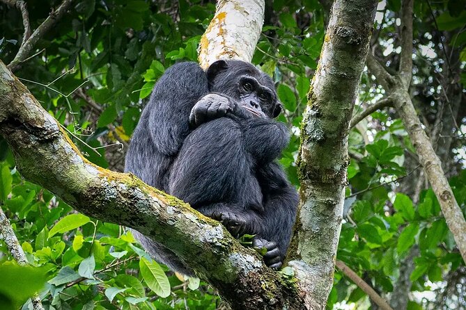 9-Day Private Uganda Wildlife Safari - Day 3: The long road to Kibale Forest