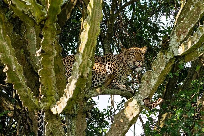 9-Day Private Uganda Wildlife Safari - Day 4: Chimpanzees and the primates of Kibale