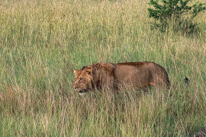 9-Day Private Uganda Wildlife Safari - Days 5 and 6: Queen Elizabeth National Park and the Kazinga Channel