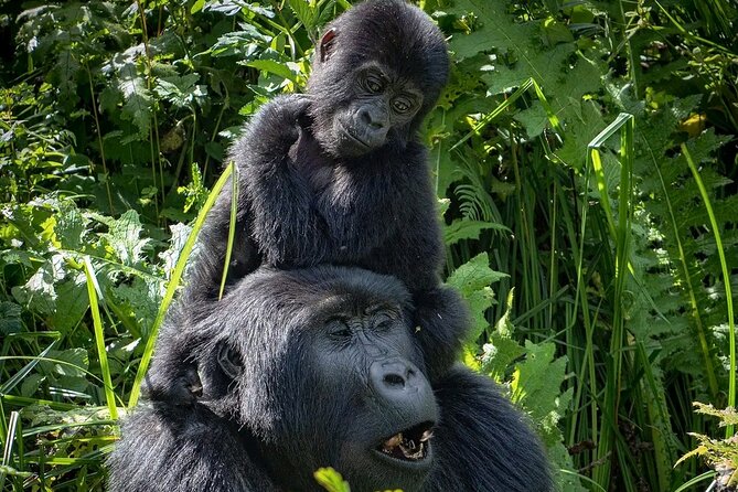 9-Day Private Uganda Wildlife Safari - Day 8: Gorilla trekking in Bwindi