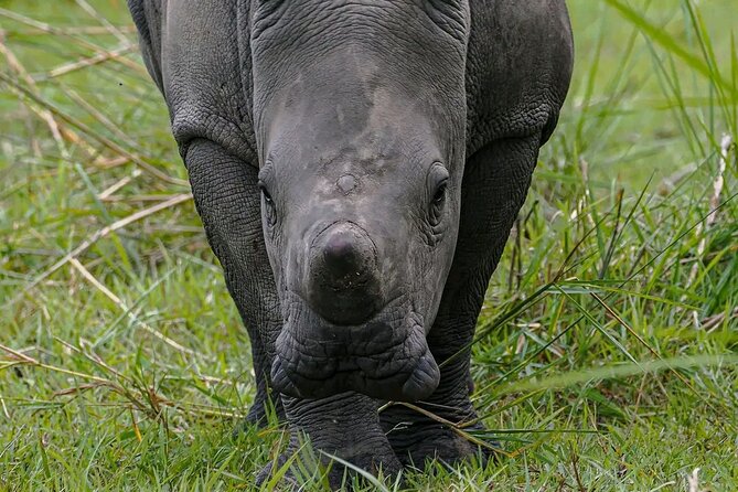9-Day Private Uganda Wildlife Safari - Day 9: Flying back to Entebbe