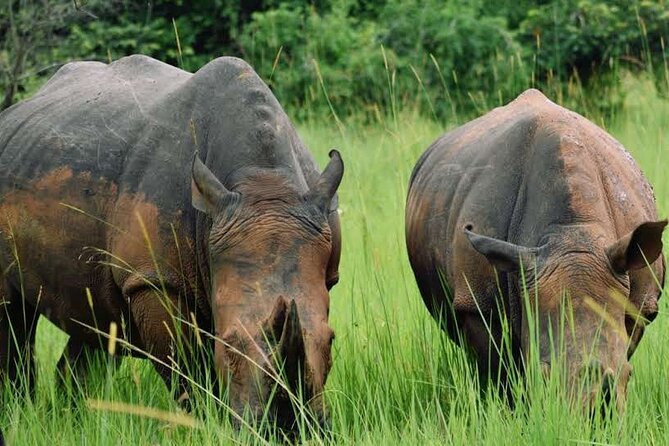 A Thrilling 1-Day Rhino Tracking Tour in Uganda - Why Ziwa makes a strong one-day wildlife trip
