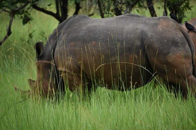 A Thrilling 1-Day Rhino Tracking Tour in Uganda - The rhino encounter is the heart of the day