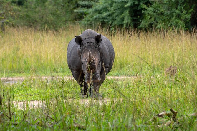 A Thrilling 1-Day Rhino Tracking Tour in Uganda - Lunch adds a calm pause after the search