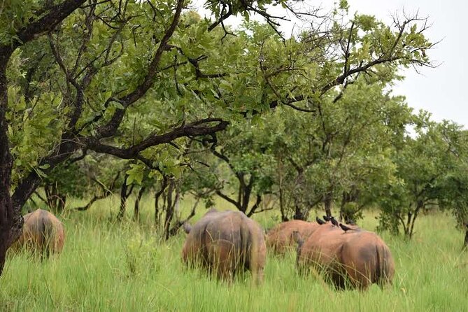 A Thrilling 1-Day Rhino Tracking Tour in Uganda - What the provider’s wider Uganda work tells you