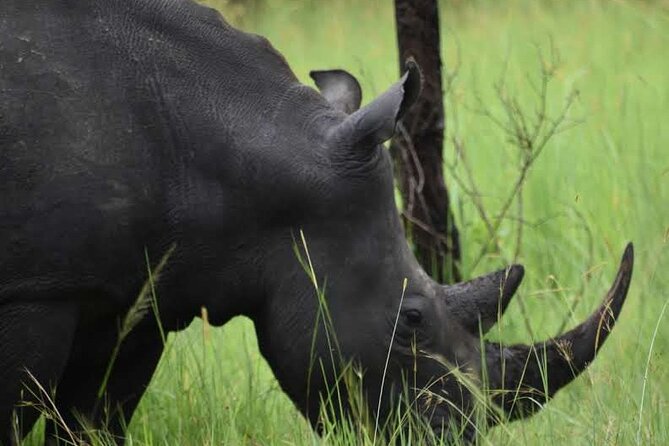 A Thrilling 1-Day Rhino Tracking Tour in Uganda - Walking the savannah and woodland with a guide