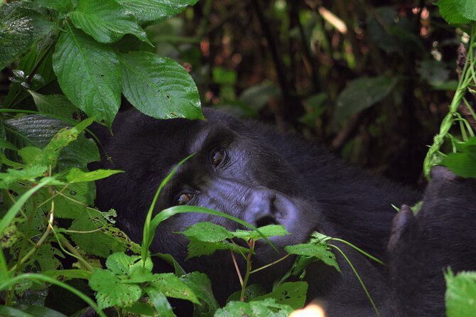 Bwindi Gorilla Safari - 3 Days - What the $2,015 price really covers