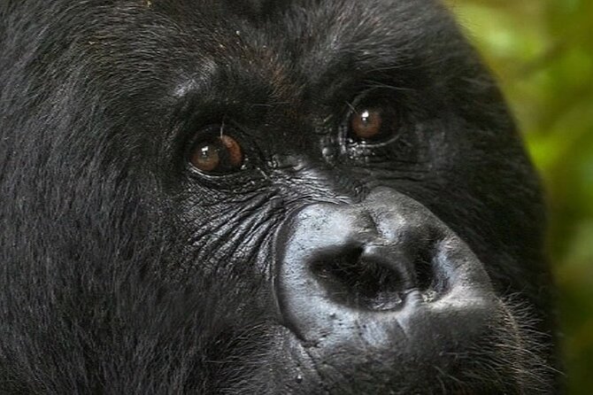 Bwindi Gorilla Safari - 3 Days - Who will enjoy this safari most