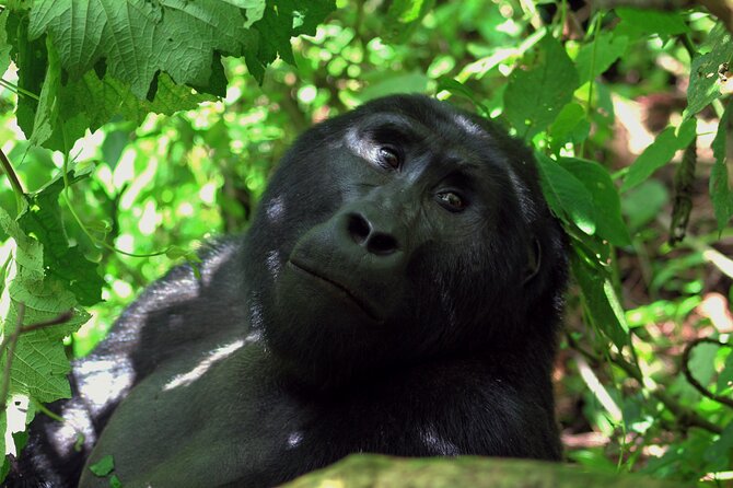 Bwindi Gorilla Safari - 3 Days - Practical details that can affect your decision