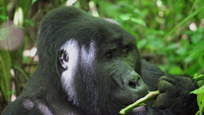 Bwindi Gorilla Safari - 3 Days - Day 2: Walking through Bwindi to find the gorillas