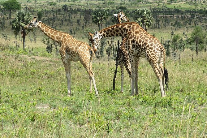 Bwindi impenetrable Kenya Tanzania Gorilla Safari 14 days 13 nights - A three-country safari with two very different kinds of wildlife