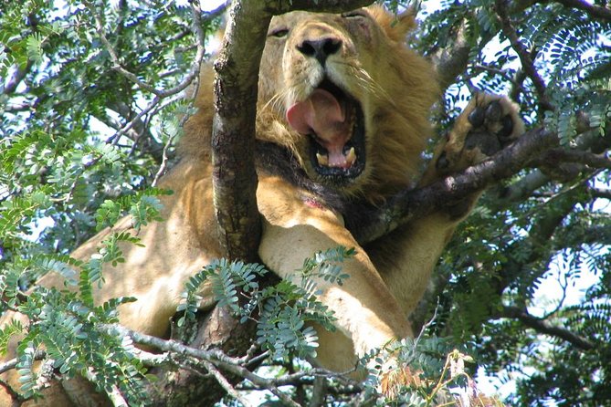 Bwindi impenetrable Kenya Tanzania Gorilla Safari 14 days 13 nights - Day 6: Returning to Entebbe and continuing to Nairobi