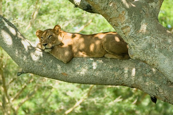 Bwindi impenetrable Kenya Tanzania Gorilla Safari 14 days 13 nights - Days 7 and 8: From Kenya’s highlands to the Maasai Mara