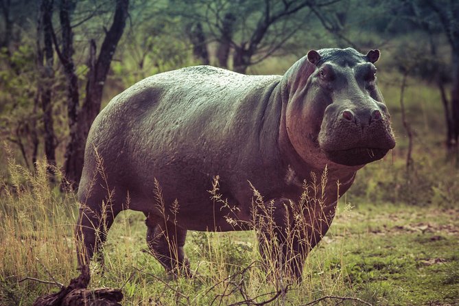 Bwindi impenetrable Kenya Tanzania Gorilla Safari 14 days 13 nights - Days 9 and 10: Full game drives in the Maasai Mara