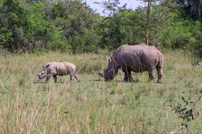 Day Tour Of Ziwa Rhino Sanctuary and Wildlife Ranch - ZIWA RHINO TREKKING - Why Ziwa works for a one-day wildlife trip