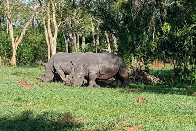 Day Tour Of Ziwa Rhino Sanctuary and Wildlife Ranch - ZIWA RHINO TREKKING - More than rhinos: birds, hippos, and Ugandan wildlife