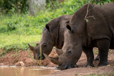 Day Tour Of Ziwa Rhino Sanctuary and Wildlife Ranch – ZIWA RHINO TREKKING