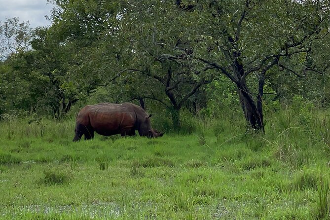 Day Tour Of Ziwa Rhino Sanctuary and Wildlife Ranch - ZIWA RHINO TREKKING - What the $300 price includes