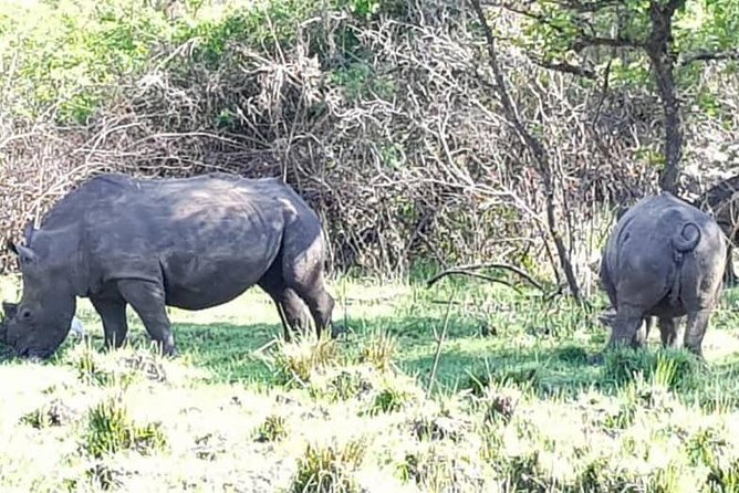 Day Tour Of Ziwa Rhino Sanctuary and Wildlife Ranch - ZIWA RHINO TREKKING - The four-hour sanctuary visit