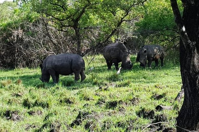 Day Tour Of Ziwa Rhino Sanctuary and Wildlife Ranch - ZIWA RHINO TREKKING - What the guide adds to the experience