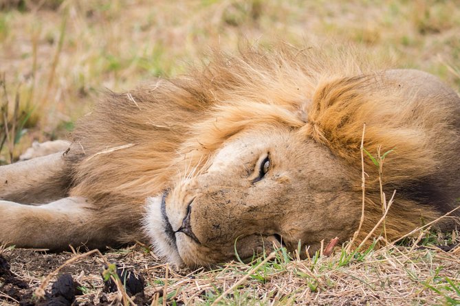 Eight days cultural and wildlife tour in Uganda - Wildlife in Kidepo Valley on Day 7