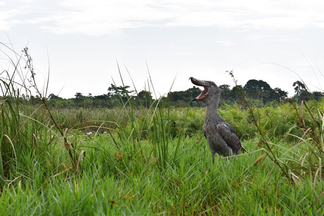 Entebbe Eco Tour - Full Day - Why the Shoebill Gives Mabamba Swamp Its Pull