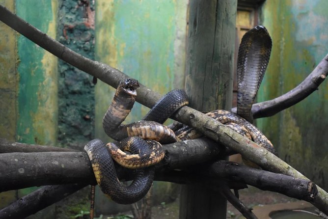 Entebbe Eco Tour - Full Day - Uganda Wildlife Conservation Education Centre: More Than a Zoo Stop