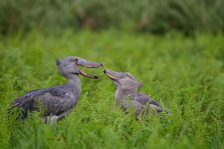 Entebbe: Mabamba Swamp Shoebill Tracking Boat Tour - Key points to know before you book