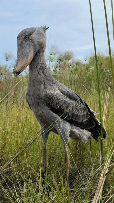 Mabamba Swamp Shoebill Tracking Boat Tour