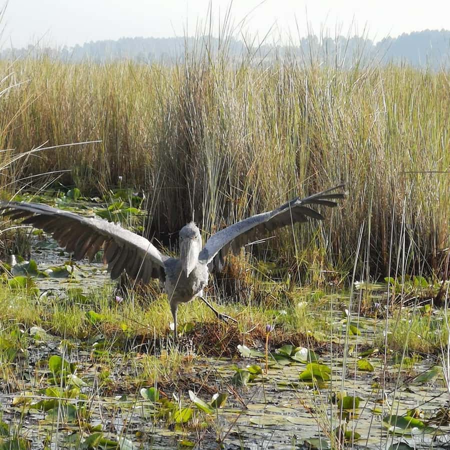 Entebbe: Mabamba Swamp Shoebill Tracking Boat Tour - The birds you may see beyond the Shoebill