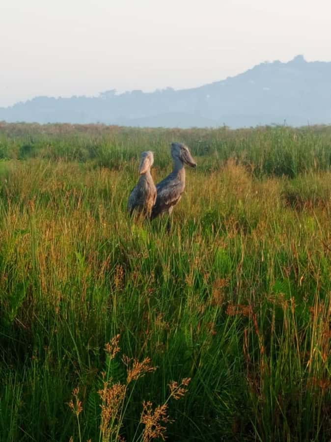Entebbe: Mabamba Swamp Shoebill Tracking Boat Tour - Clothing and camera advice for the wetland