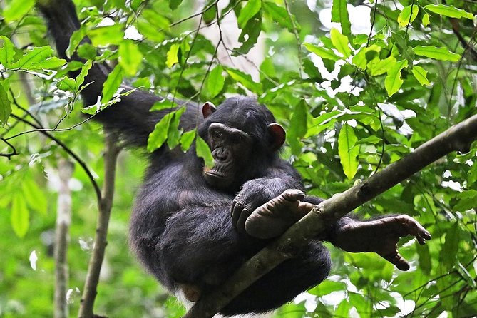 Experience Chimpanzee Trekking in Budongo Forest - Key points to know before you book