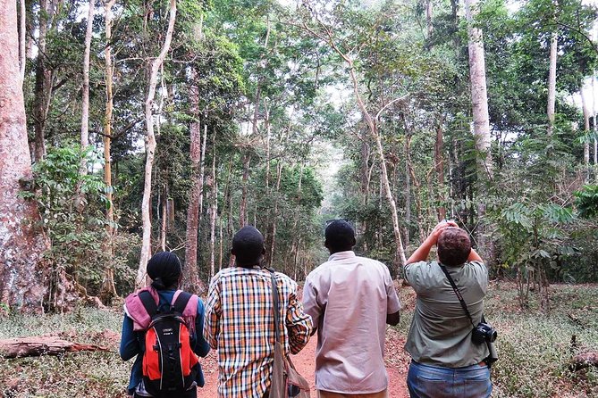 Experience Chimpanzee Trekking in Budongo Forest - The winding drive to the Royal Mile