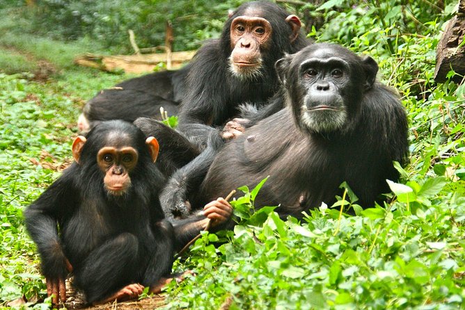 Experience Chimpanzee Trekking in Budongo Forest - Guide quality and the booking handoff