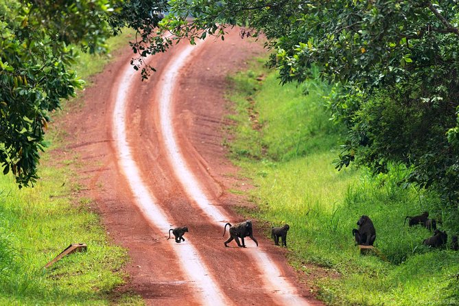 Experience Chimpanzee Trekking in Budongo Forest - What to bring and how to pace the day
