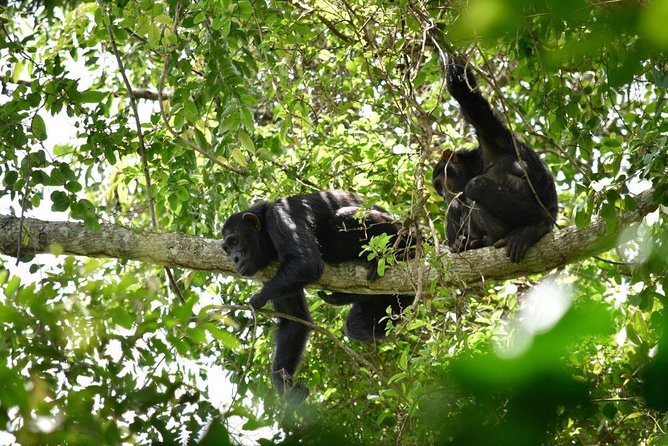 Experience Chimpanzee Trekking in Budongo Forest - What the three-hour tracking walk includes