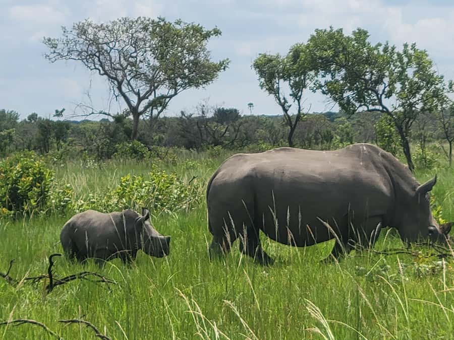 From Kampala: Ziwa Rhino Sanctuary Day Tour with Lunch - Key points to know before booking