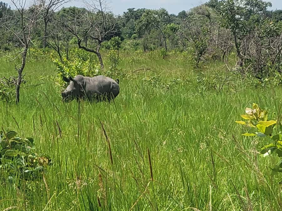 From Kampala: Ziwa Rhino Sanctuary Day Tour with Lunch - Why Ziwa is worth the road trip