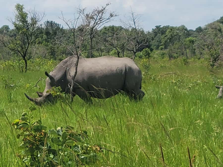 From Kampala: Ziwa Rhino Sanctuary Day Tour with Lunch - Meeting the rangers at Ziwa