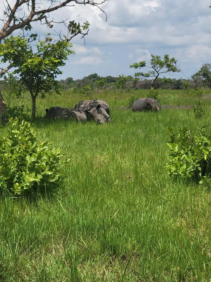 From Kampala: Ziwa Rhino Sanctuary Day Tour with Lunch - Lunch after the trek