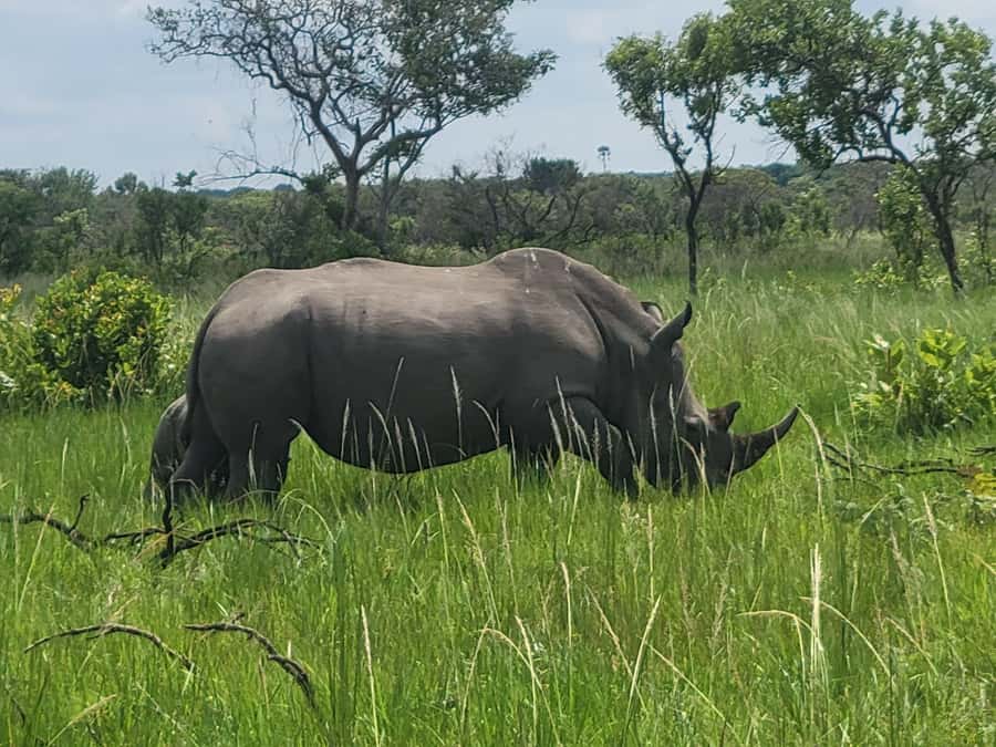 From Kampala: Ziwa Rhino Sanctuary Day Tour with Lunch - The long return and the real cost of the day